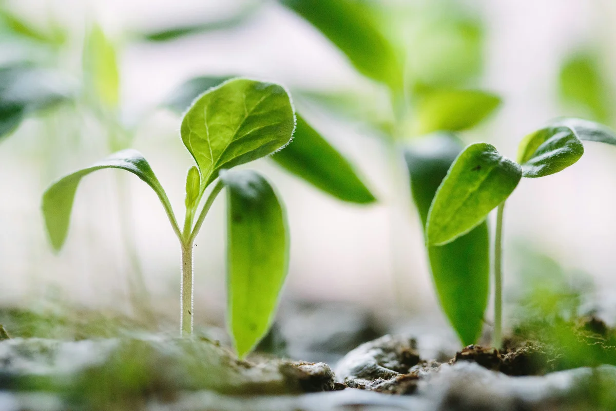 Adopting a Slow Growth Mindset