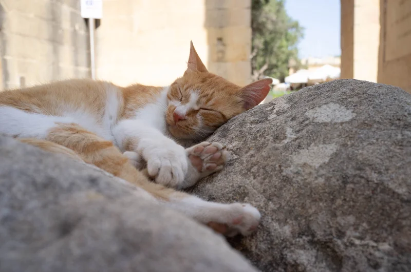 This cat is truly a local, spending the midday heat napping on a monument